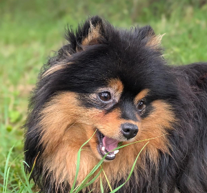 Orla von Chandrapura (black and tan)